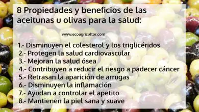 Photo of Olive: scopri le proprietà e i benefici per la salute di questi frutti