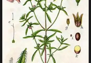 Photo of Saporito, proprietà medicinali e semina