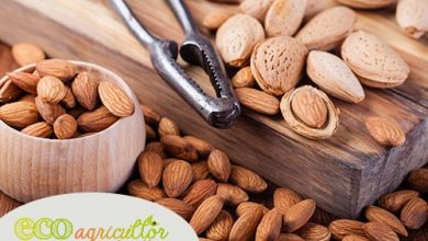 Photo of Benefici e proprietà nutrizionali delle Mandorle, tra gli alimenti più nutrienti