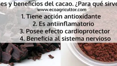 Photo of Cacao: proprietà, benefici e usi di questo alimento