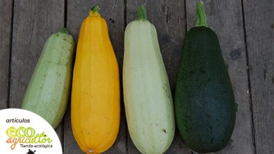 Photo of Zucchine o zucchine, proprietà e benefici di questo ortaggio