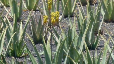 Photo of Aloe Vera o Aloe Vera per capelli, pelle e perdita di peso