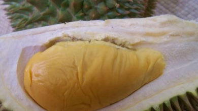 Photo of Durian, un frutto che ci protegge da malattie cardiovascolari, emicrania o insonnia