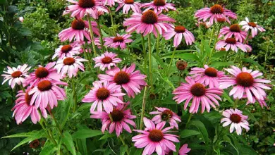 Photo of Echinacea, proprietà e benefici di questa pianta medicinale