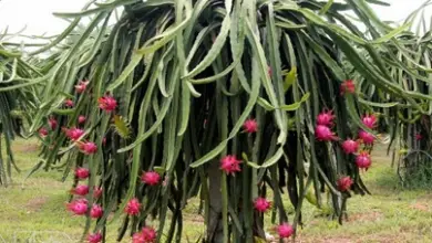 Photo of Pitaya o frutto del drago per ritardare l’invecchiamento, un sistema immunitario sano e denti e ossa forti