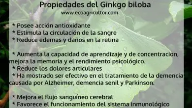 Photo of Ginkgo biloba, a cosa serve? Più di 30 proprietà e benefici di questa pianta medicinale