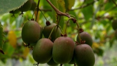 Photo of Proprietà e benefici del kiwi
