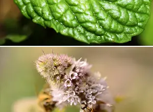 Photo of Menta piperita: protegge i reni, riduce il dolore e migliora le prestazioni intellettuali e fisiche