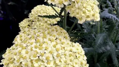 Photo of Achillea per menopausa, cattiva circolazione, gastrite o problemi respiratori.