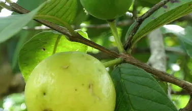 Photo of Guava: proprietà e benefici di questo frutto tropicale