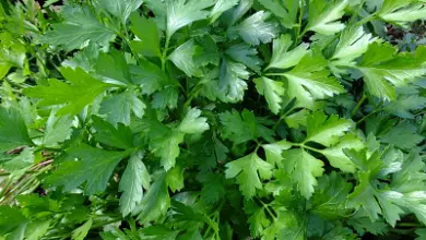 Photo of Prezzemolo, proprietà e benefici di questa pianta aromatica