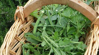 Photo of La rucola ha antiossidanti, è depurativa, protegge il fegato e previene l’anemia