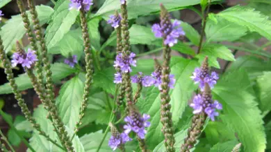 Photo of Verbena, proprietà medicinali e benefici di questa pianta