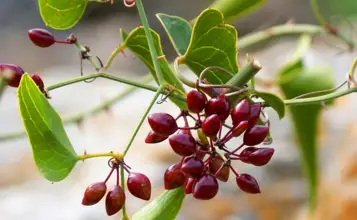 Photo of Sarsaparrila per ritenzione idrica, malattie renali e cutanee