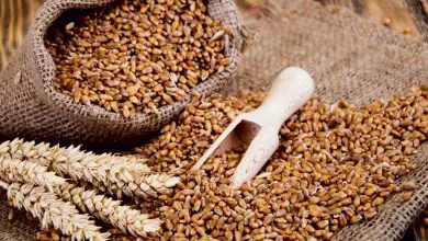 Photo of Proprietà dei cereali: dal frumento all’avena passando per la segale e il mais