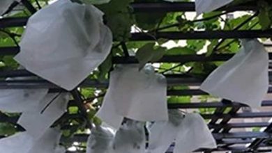 Photo of Proteggi il giardino dai parassiti