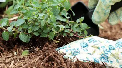 Photo of Proteggi le radici delle tue piante dal freddo con pacciamatura o pacciamatura