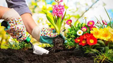 Photo of Protezione e cura del suolo del giardino in primavera