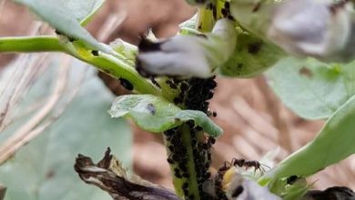 Photo of Insetti neri sulle piante: gli insetti neri più importanti