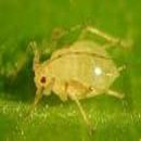 Photo of Rimedio ecologico per afidi, cocciniglie, mosche bianche e altri.