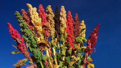 Photo of Quinoa o Quinoa: come usarla nelle ricette e le sue proprietà e benefici