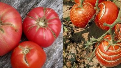 Photo of Orto biologico: perché i pomodori si spezzano o si spaccano? Cause e soluzioni