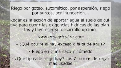 Photo of Irrigazione: eccesso e mancanza di acqua, fabbisogno idrico delle piante, clima secco e umido e 7 modi per irrigare