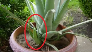 Photo of Coltivare l’Aloe vera o pianta di aloe: 7 consigli importanti da tenere a mente