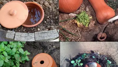 Photo of 6 risorse per sfruttare l’acqua nell’orto biologico
