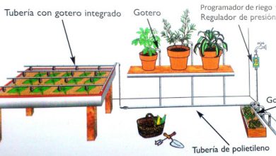 Photo of Sistema di irrigazione a goccia automatico: vantaggi e come installarlo