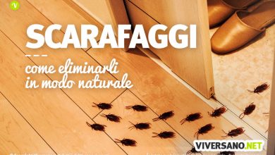 Photo of Rimedi naturali per evitare ed eliminare gli scarafaggi