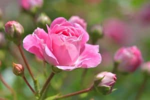 Photo of Potatura dei cespugli di rose: [Motivi, Tempo, Strumenti e Passi da seguire]