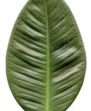 Photo of Gomero o Ficus Elastica: [Pianta, cura, substrato e irrigazione]