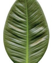 Photo of Gomero o Ficus Elastica: [Pianta, cura, substrato e irrigazione]