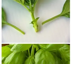 Photo of Come ottenere piante più aromatiche senza seminare: talee