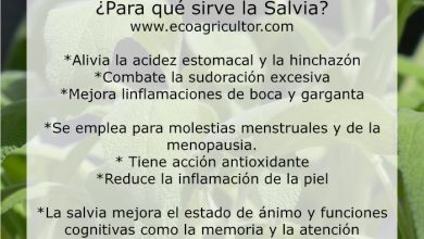 Photo of Azione terapeutica, usi e possibili effetti avversi della Salvia