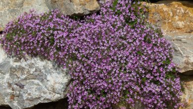 Photo of Saponaria: proprietà medicinali, molto più che fare il sapone