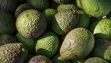Photo of Piantare avocado: [Forme, trapianto, irrigazione, suolo e malattie]