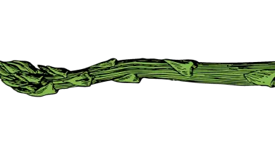 Photo of Semina Asparagi: [Cura, Bisogni, Irrigazione, Fertilizzante e Altro]