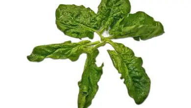 Photo of Come piantare gli spinaci: guida di base [passo dopo passo + immagini]