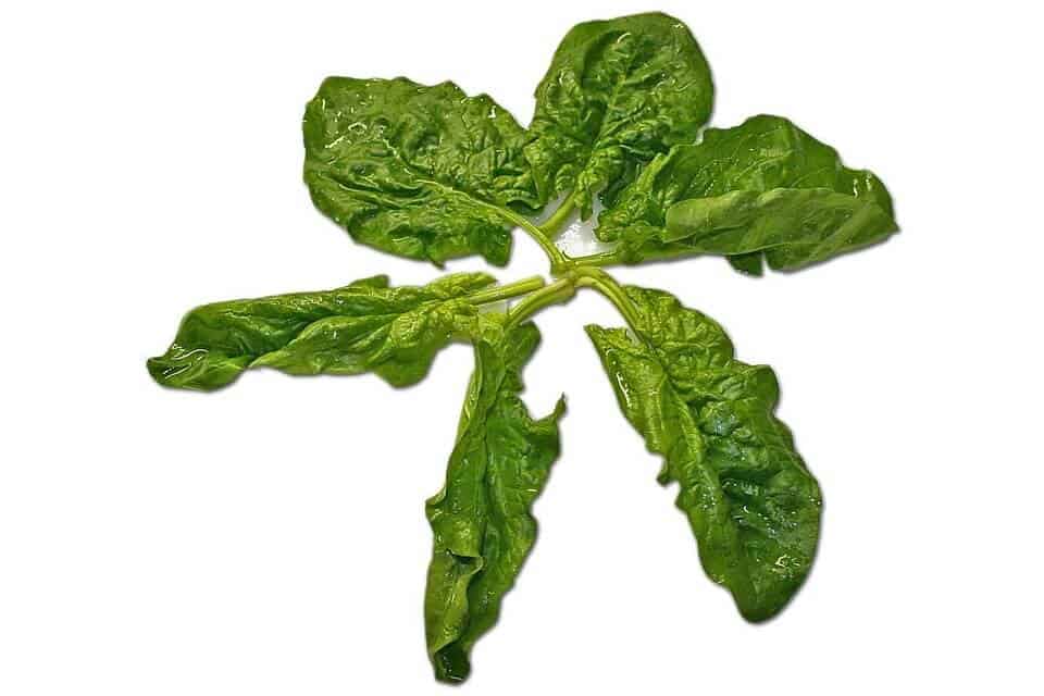 Come piantare gli spinaci guida di base [passo dopo passo + immagini] Il Giardino Commestible