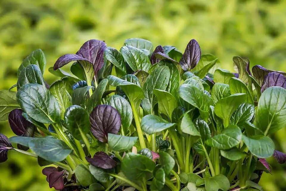 Come piantare gli spinaci guida di base [passo dopo passo + immagini] Il Giardino Commestible