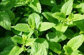 Photo of Irrigazione alla menta piperita: [necessità, frequenza e procedura]