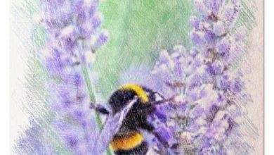 Photo of Piantare la lavanda in [12 passaggi]: tutto ciò che devi sapere e altro