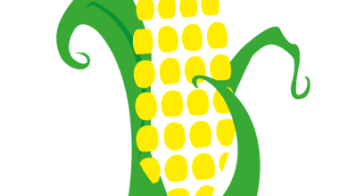 Photo of Impara a piantare il mais: [12 passaggi] e molto altro