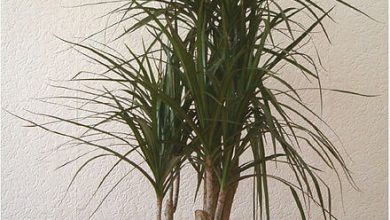 Photo of Guida completa per piantare Dracaena Marginata: come, quando e dove farlo?