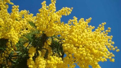 Photo of Come piantare un albero di mimosa: [Guida completa + passo dopo passo]