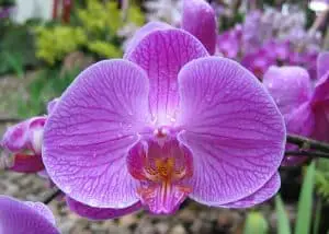 Photo of Semina orchidee nel tuo giardino: [8 passaggi + immagini]