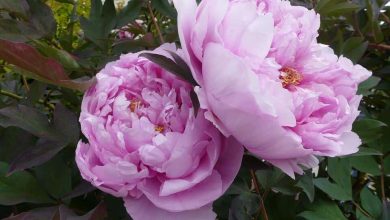 Photo of Come piantare le peonie nel tuo giardino: [Guida completa + passo dopo passo]