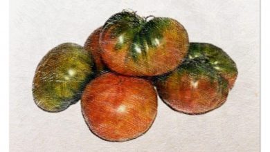 Photo of [13 passaggi] per piantare pomodori: tutto ciò che devi sapere